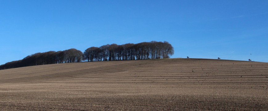 horses-berkshire-downs