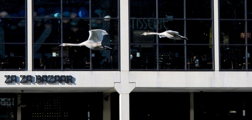 2-cygnets-bristol-harbour