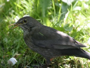 blackbird-broken-beak