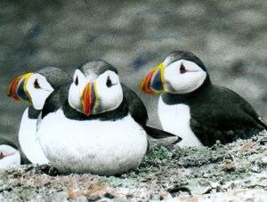 Puffins-hand-coloured